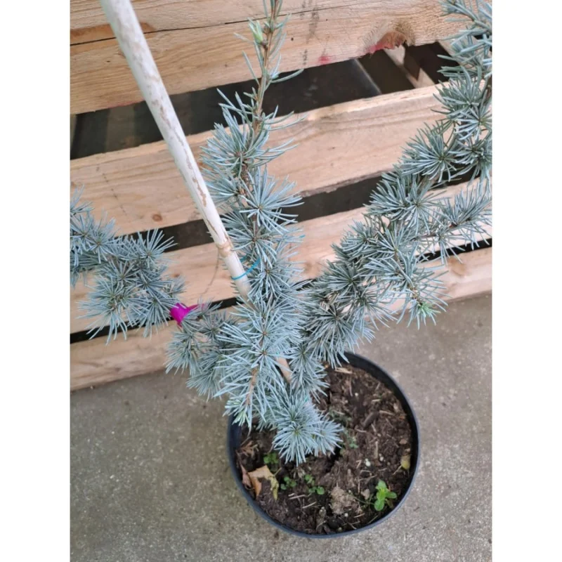 Cedrus libani Glauca - Cedru libanez Glauca