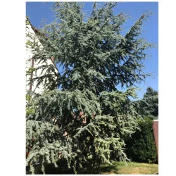 Cedrus libani Glauca - Cedru libanez Glauca