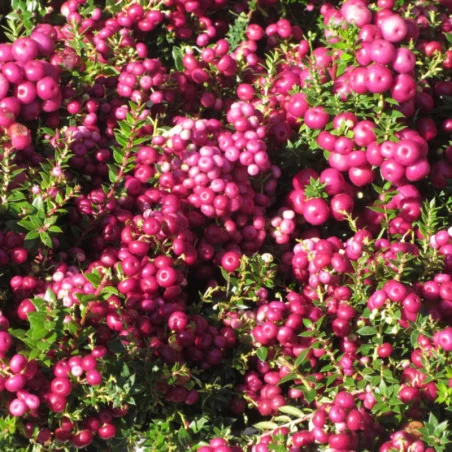 Gaultheria mucronata
