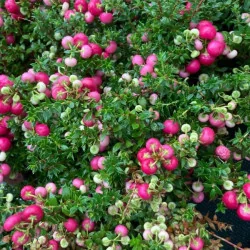 Gaultheria mucronata