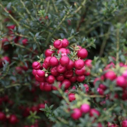Gaultheria mucronata