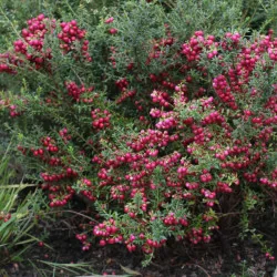Gaultheria mucronata