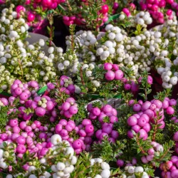 Gaultheria mucronata