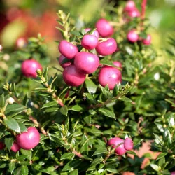 Gaultheria mucronata