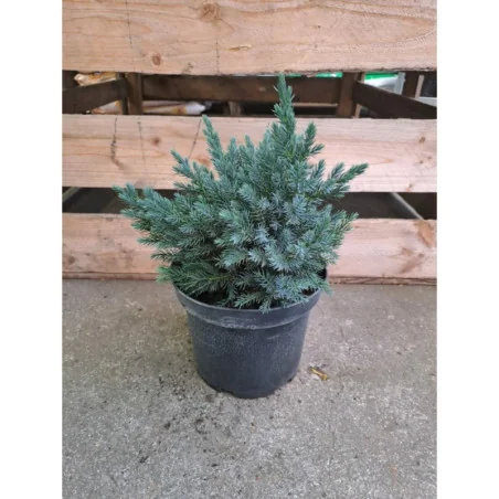 Juniperus squamata Blue star - Ienupăr Blue Star