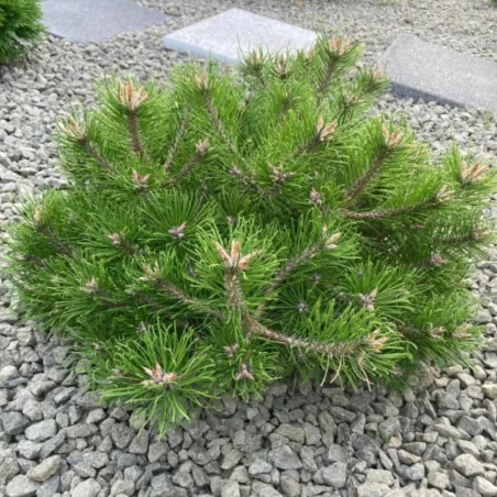Pinus mugo Heideperle - Pin de munte Heideperle