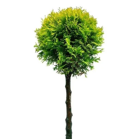 Thuja plicata Whipcord - Tuia Whipcord pe trunchi înalt