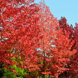 Liquidambar styraciflua Lane Roberts - Arborele de gumă