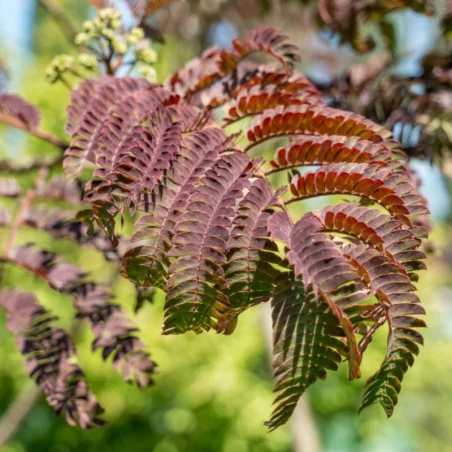 Albizia julibrissin Summer chocolate - Arborele de mătase
