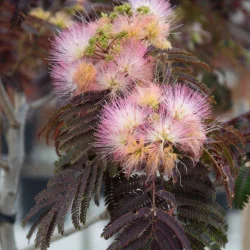 Albizia julibrissin Summer chocolate - Arborele de mătase