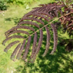 Albizia julibrissin Summer chocolate - Arborele de mătase