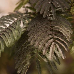 Albizia julibrissin Summer chocolate - Arborele de mătase