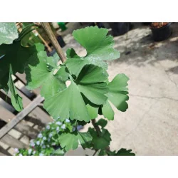 Ginkgo biloba