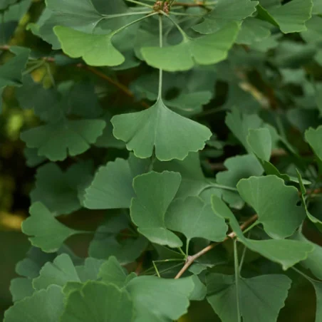 Ginkgo biloba