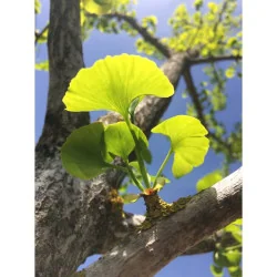 Ginkgo biloba
