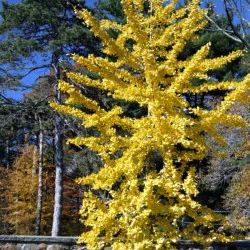 Ginkgo biloba