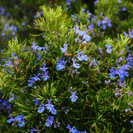 Rosmarinus officinalis - Rozmarin