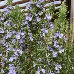 Rosmarinus officinalis - Rozmarin