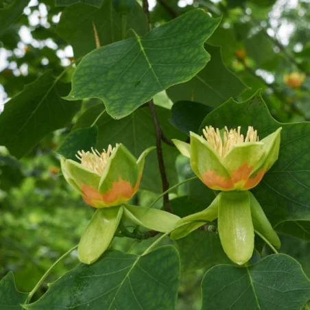 Liriodendron tulipifera - Arbore lalea