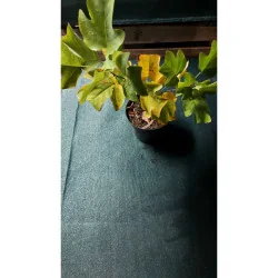 Liriodendron tulipifera - Arbore lalea