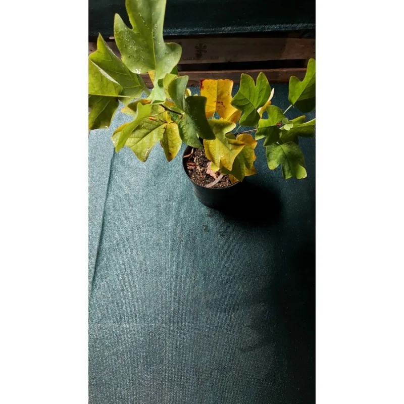 Liriodendron tulipifera - Arbore lalea