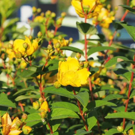 Hypericum patulum Hidcote - Sunătoare decorativă