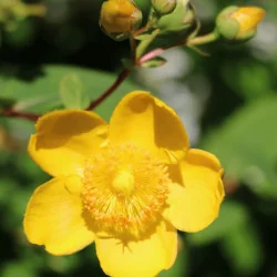 Hypericum patulum Hidcote - Sunătoare decorativă
