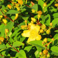 Hypericum patulum Hidcote - Sunătoare decorativă