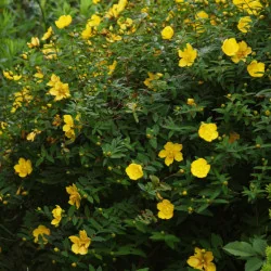 Hypericum patulum Hidcote - Sunătoare decorativă
