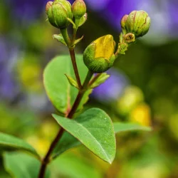 Hypericum patulum Hidcote - Sunătoare decorativă