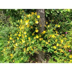 Hypericum patulum Hidcote - Sunătoare decorativă