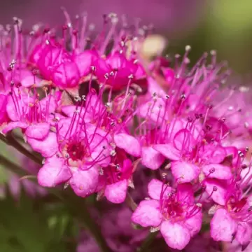 Spiraea japonica Crispa - Cununița cu flori roz