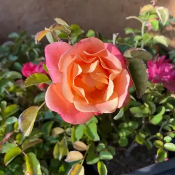 Rosa Cubana - Trandafir acoperitor de sol