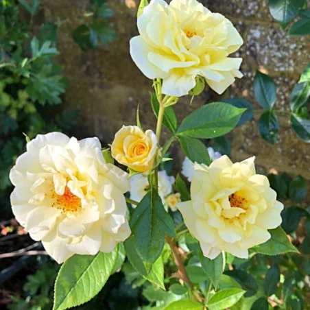 Rosa Sunny Rose - Trandafir acoperitor de sol - galben