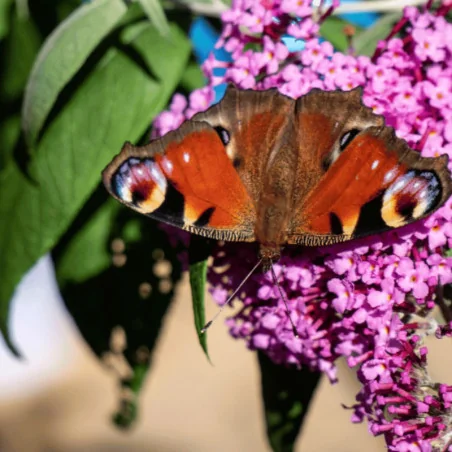 Buddleja davidii Summer Kids® - Liliac de vară pitic Summer Kids