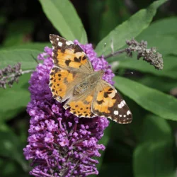 Buddleja davidii Summer Kids® - Liliac de vară pitic Summer Kids