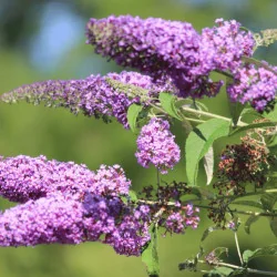 Buddleja davidii Summer Kids® - Liliac de vară pitic Summer Kids