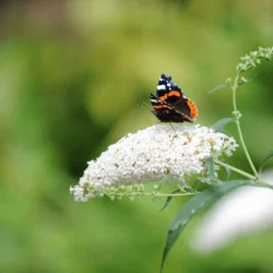 Buddleja davidii Summer Kids® - Liliac de vară pitic Summer Kids