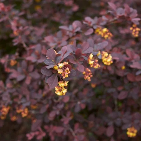 Berberis thunbergii Concorde - Dracilă purpurie pitică