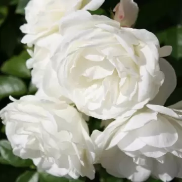 Rosa Sea Foam - Trandafir acoperitor de sol alb