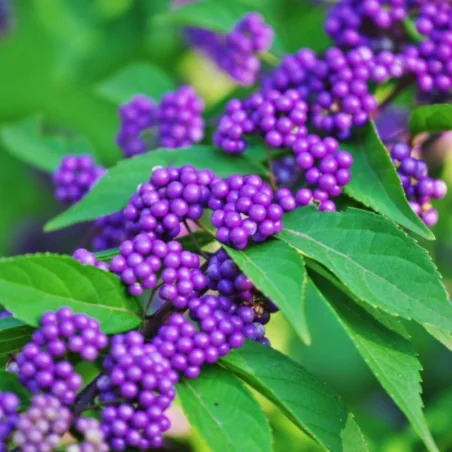 Callicarpa dichotoma
