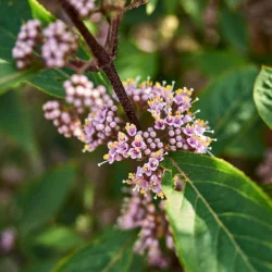 Callicarpa dichotoma