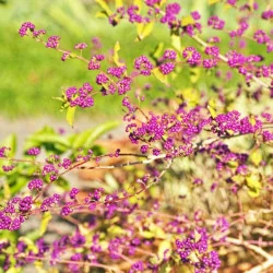 Callicarpa dichotoma