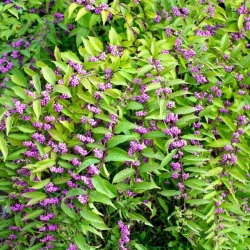 Callicarpa dichotoma