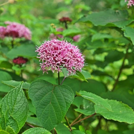 Clerodendrum bungei