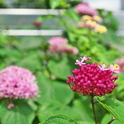 Clerodendrum bungei