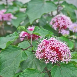 Clerodendrum bungei
