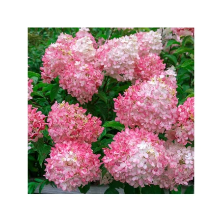 Hydrangea paniculata Pink Lady CS12 - Hortensie Pink Lady