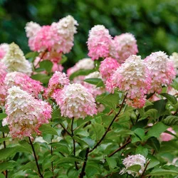 Hydrangea paniculata Pink Lady CS12 - Hortensie Pink Lady