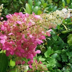 Hydrangea paniculata Pink Lady CS12 - Hortensie Pink Lady